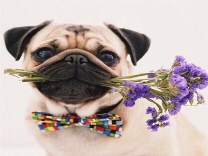 Mopsz